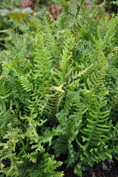 Polypodium vulgare Polypodium vulgare