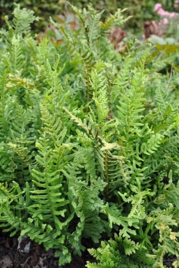 Polypodium vulgare