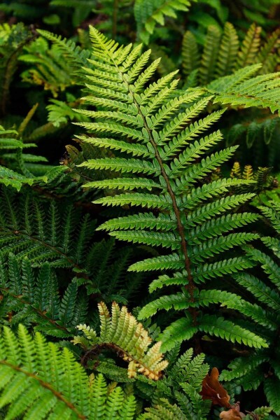 Polystichum polyblepharum Polystichum polyblepharum
