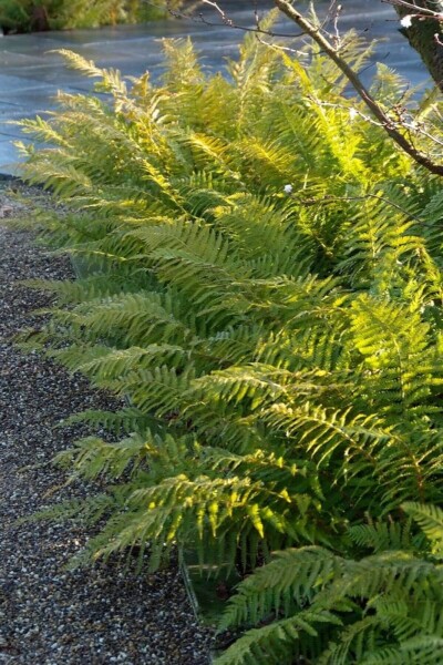 Polystichum setiferum Polystichum setiferum