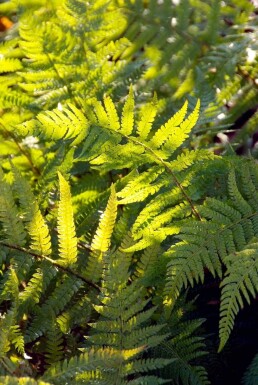 Polystichum setiferum