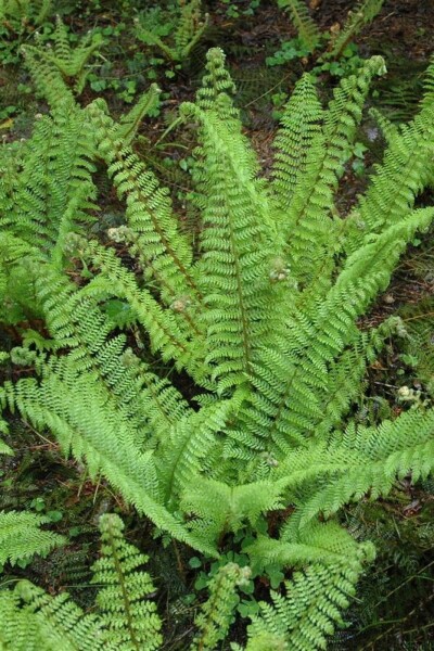 Polystichum setiferum 'Herrenhaus' Polystichum setiferum 'Herrenhaus'