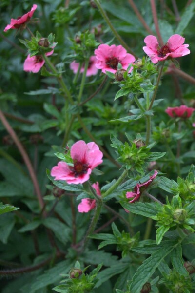 Potentilla nepalensis 'Miss Willmott' Potentilla nepalensis 'Miss Willmott'