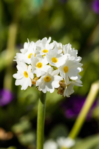Primula denticulata 'Alba' Primula denticulata 'Alba'