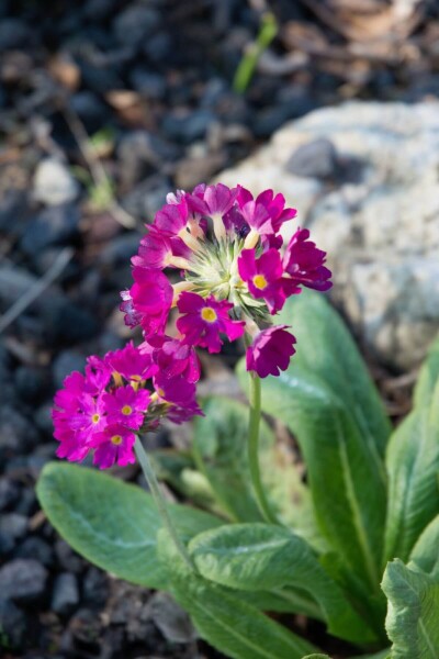 Primula denticulata 'Rubin' Primula denticulata 'Rubin'