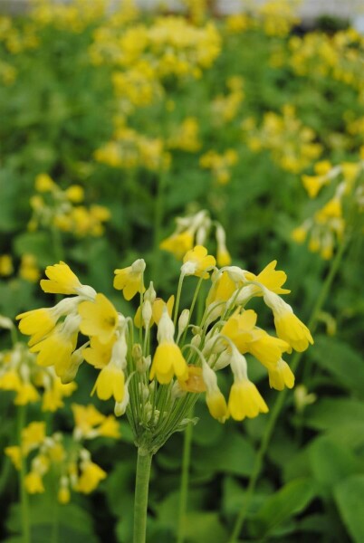 Primula florindae Primula florindae