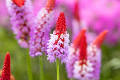 Primula vialii