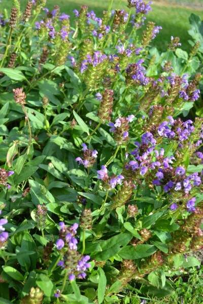 Prunella grandiflora Prunella grandiflora