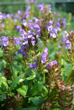 Prunella grandiflora