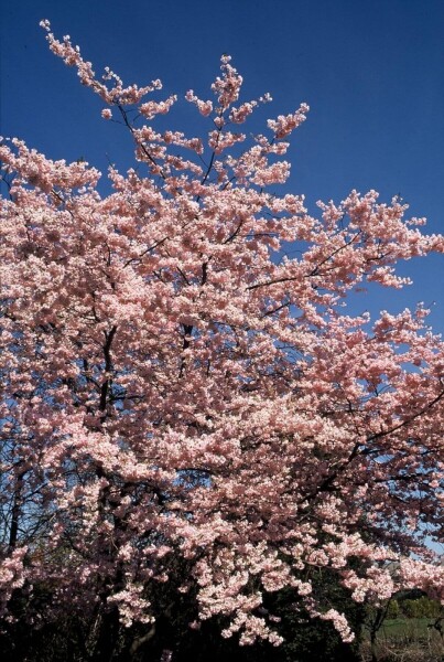 Prunus 'Accolade'