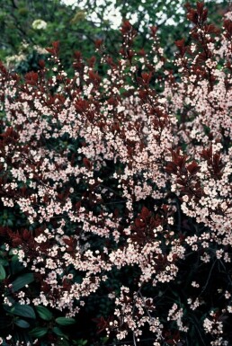 Prunus cistena struik 100-125 cm