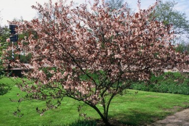 Prunus cistena struik 100-125 cm
