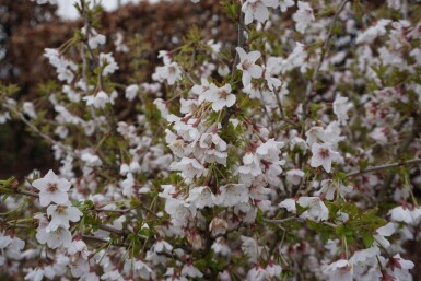 Prunus incisa 'Kojou No Mai' C12 60-80