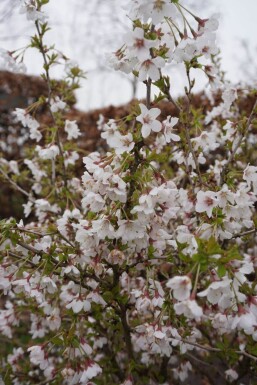 Prunus incisa 'Kojou No Mai' C12 60-80