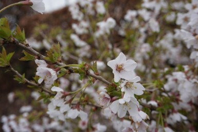Prunus incisa 'Kojou No Mai' C12 60-80