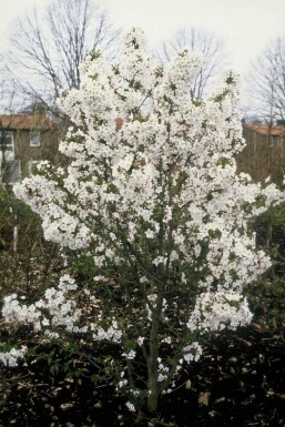 Prunus nipponica 'Brillant'