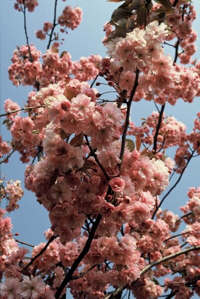 Prunus serrulata 'Kanzan'