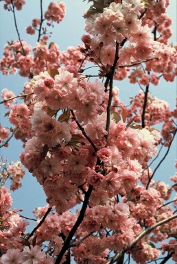 Prunus serrulata 'Kanzan'