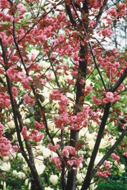 Prunus serrulata 'Kanzan'