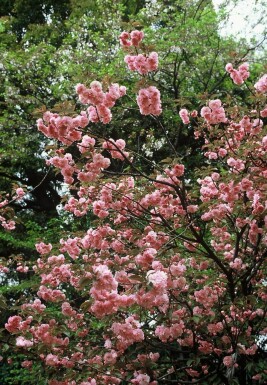 Prunus serrulata 'Kanzan'