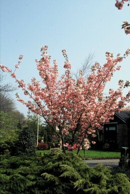 Prunus serrulata 'Kanzan'