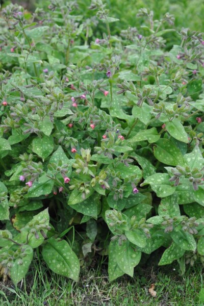 Pulmonaria saccharata 'Mrs. Moon' Pulmonaria saccharata 'Mrs. Moon'