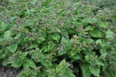 Pulmonaria saccharata 'Mrs. Moon'