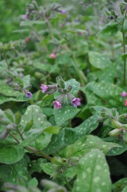 Pulmonaria saccharata 'Mrs. Moon'