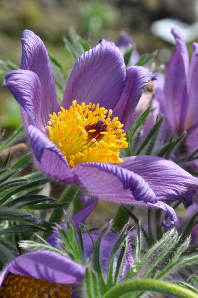 Pulsatilla vulgaris Pulsatilla vulgaris