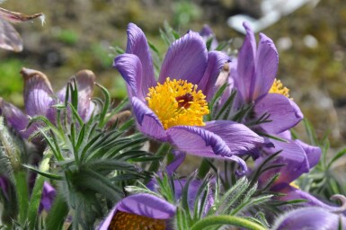 Pulsatilla vulgaris