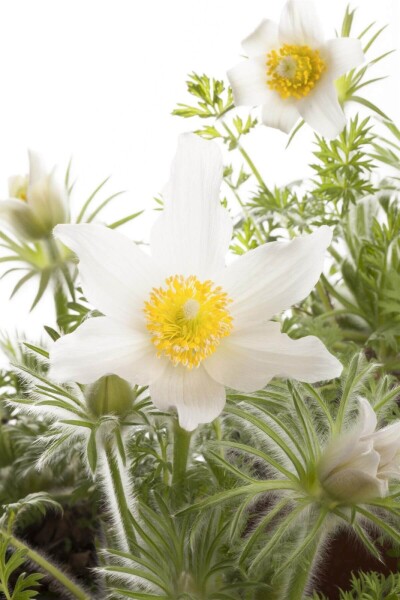 Pulsatilla vulgaris 'Alba' Pulsatilla vulgaris 'Alba'