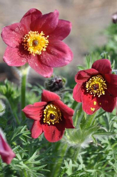 Pulsatilla vulgaris 'Rubra' Pulsatilla vulgaris 'Rubra'