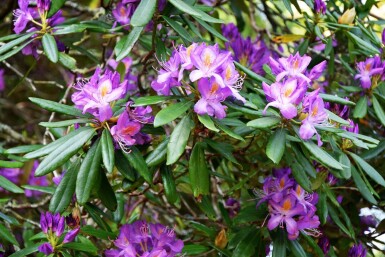 Rhododendron 'Blue Silver' C2 15-20