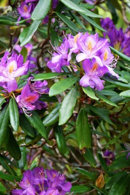 Rhododendron 'Blue Silver' C2 15-20