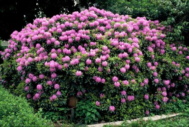 Rhododendron 'Catawbiense grandiflorum'