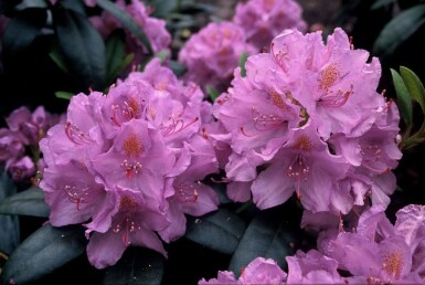 Rhododendron 'Catawbiense grandiflorum'