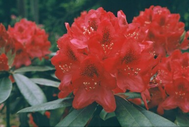 Rhododendron 'Nova Zembla'