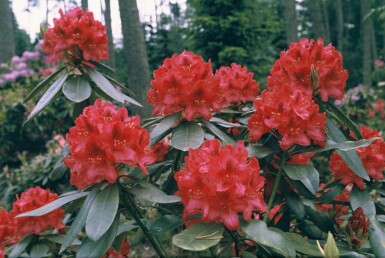 Rhododendron 'Nova Zembla'