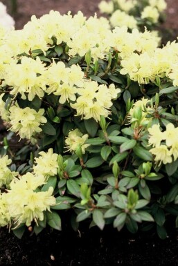 Rhododendron 'Princess Anne'