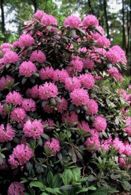 Rhododendron 'Roseum Elegans'