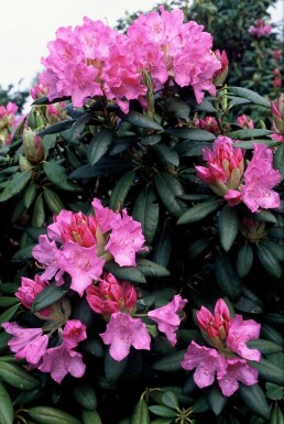 Rhododendron 'Roseum Elegans'