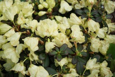 Rhododendron impeditum 'Wren' C2 15-20