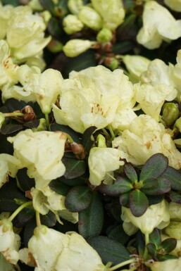 Rhododendron impeditum 'Wren' C2 15-20