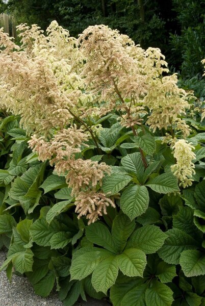 Rodgersia aesculifolia