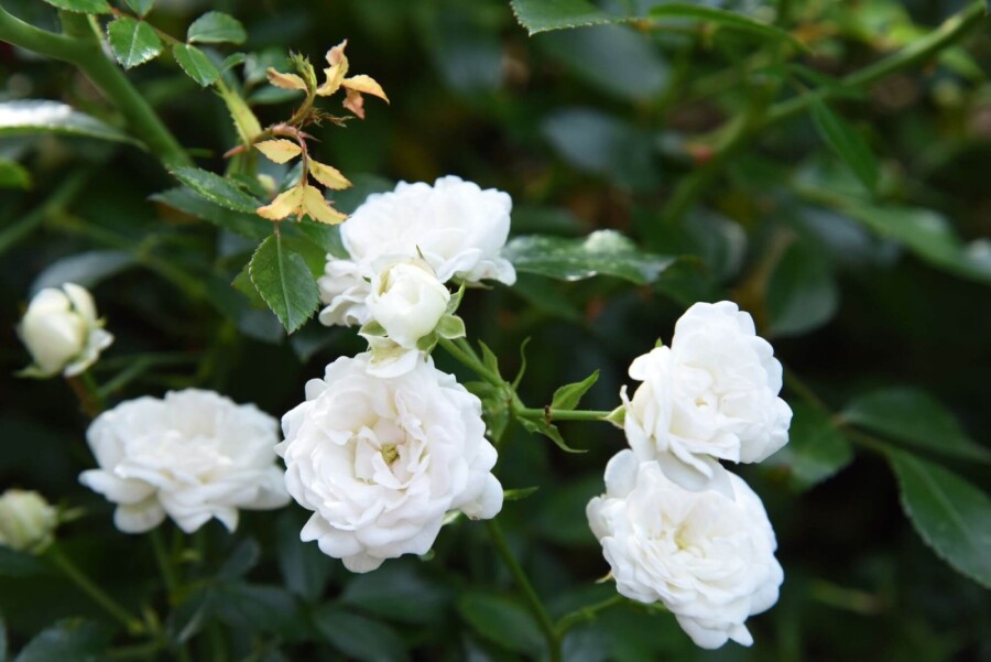Rose Rosa 'White Fairy' busk 10-15 potte C2 Rosa 'White Fairy' busk 10-15 cm