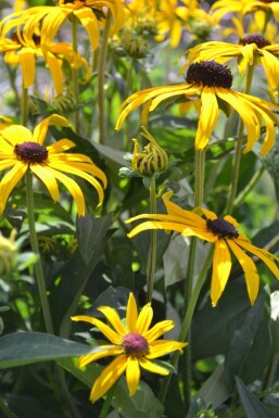 Rudbeckia fulgida 'Goldsturm'