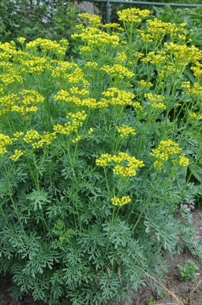 Ruta graveolens Ruta graveolens