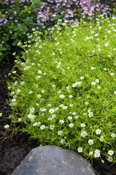 Sagina subulata Sagina subulata