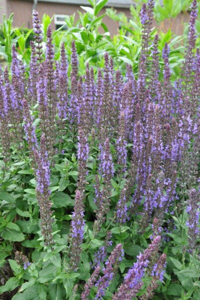 Salvia nemorosa 'Blaukonigin' Salvia nemorosa 'Blaukonigin'