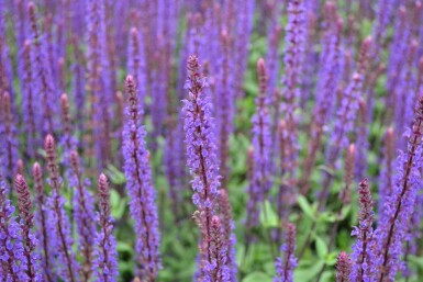 Salvia nemorosa 'Caradonna'